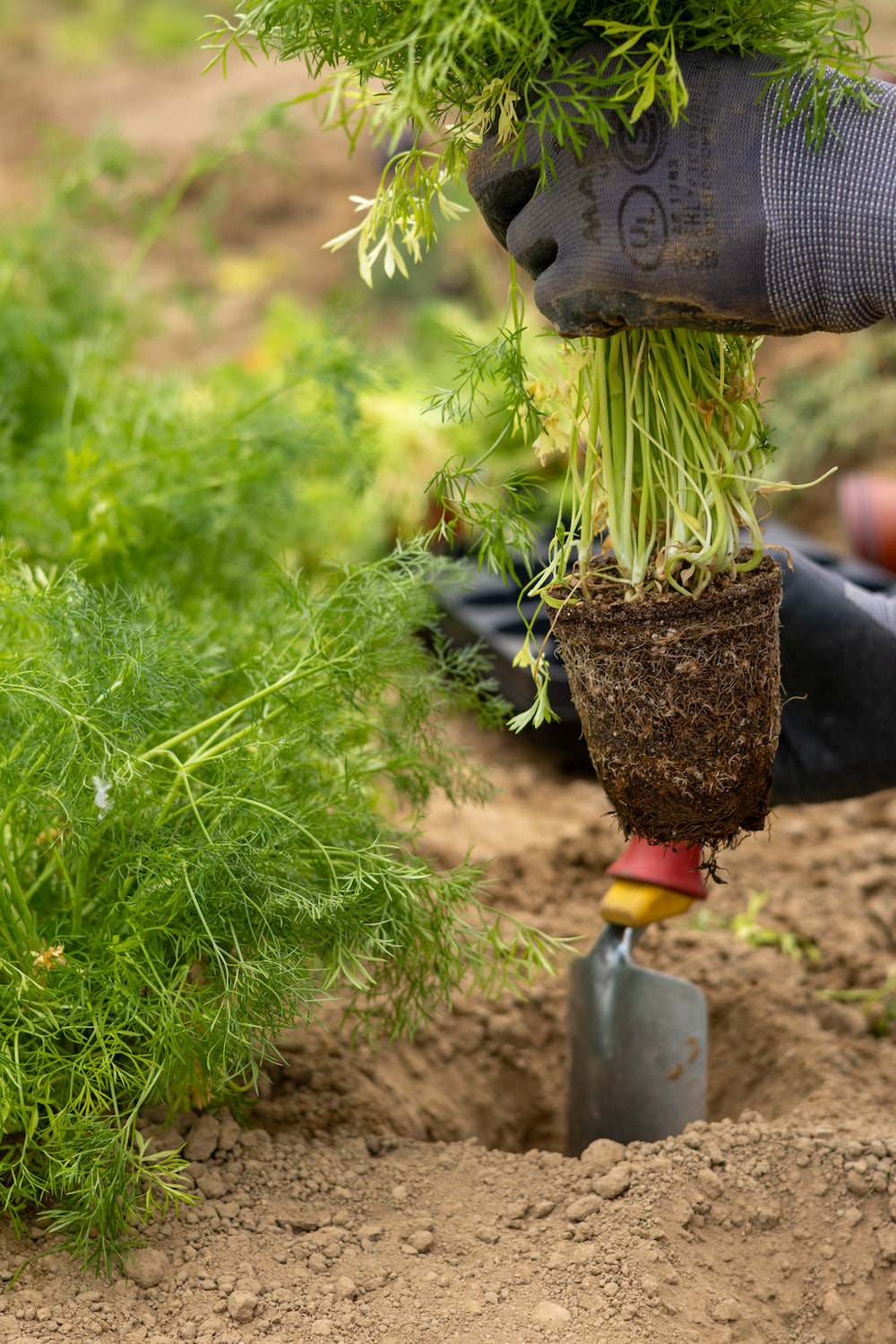 Kicking Off the Growing Season 2025: First Planting of Shiso & Huacatay