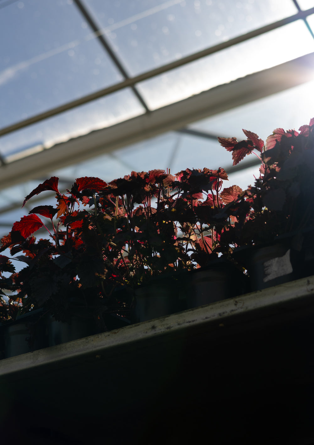 Shizo