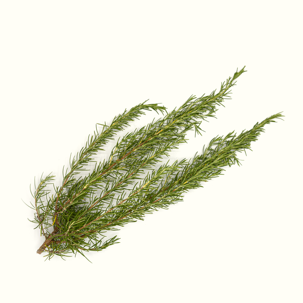 Pine Haze